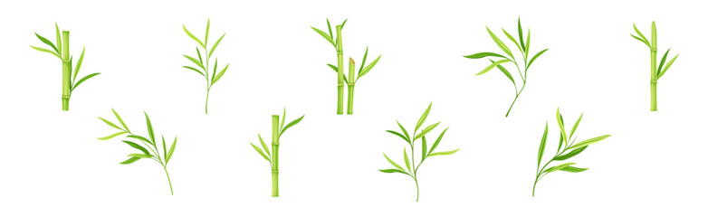 Bamboo Green Stalk or Branch with Leaf Vector Set