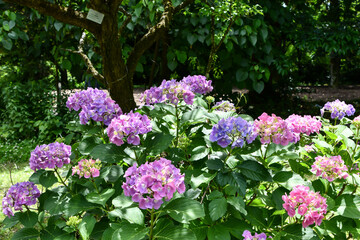 Fototapeta premium アジサイ