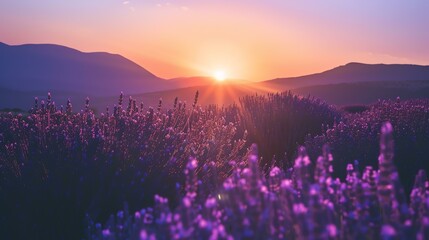 Amazing view of a beautiful lavender field with purple flowers stretching to the horizon at sunset.