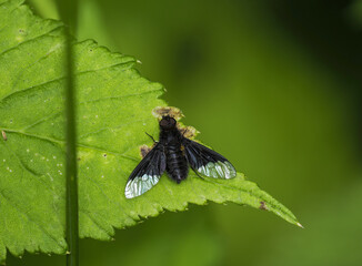 Zickzacklinien-Trauerschweber (Hemipenthes morio)