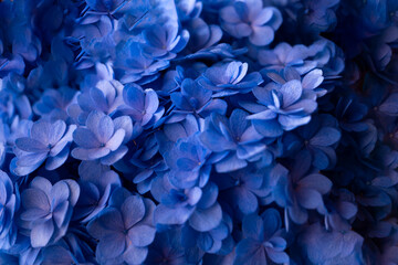 Close-up of vibrant blue hydrangea flowers, showcasing their delicate and beautiful petals