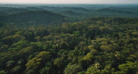 Naklejka premium aerial view jungle forest landscape banner copyspace background