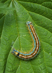 Ringelspinner (Malacosoma neustria)