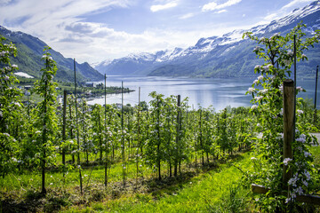 Blooming apple trees in Norway