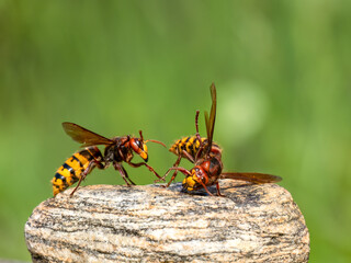 Hornisse (Vespa crabro)  Königinnen