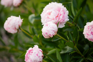 piwonia jasnor&oacute;żowa