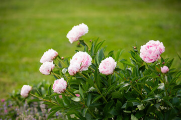 piwonia jasnor&oacute;żowa