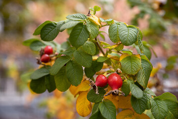 Ripe rose hips hang on an autumn bush with yellow and green leaves. Close up.