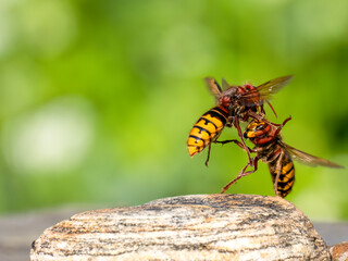 Hornisse (Vespa crabro)