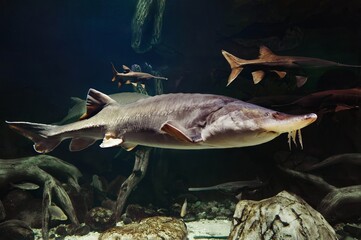 Beluga Kaluga fish or Siberian sturgeon (Acipenser baerii) commercial fish