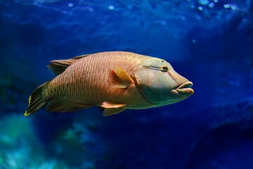 The humphead wrasse (Cheilinus undulatus) Napoleon fish