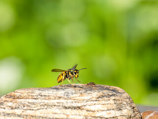 Deutsche Wespe (Vespula germanica)
