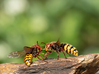 Hornisse (Vespa crabro)