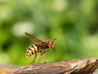 Hornisse (Vespa crabro)