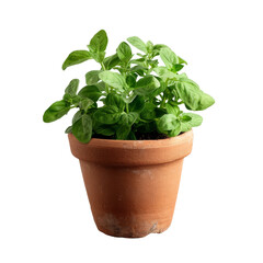 A vibrant green potted plant in a terracotta pot, perfect for indoor or outdoor decor, adding a touch of nature to any setting.