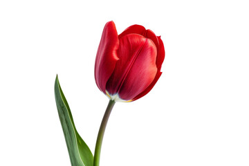 Close-up of a vibrant red tulip with green leaves, isolated on a white background. Perfect for floral-themed designs and nature-inspired projects.