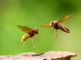 Hornisse (Vespa crabro)