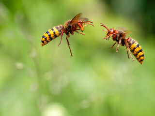 Hornisse (Vespa crabro)