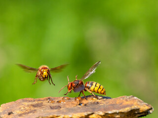 Hornisse (Vespa crabro)