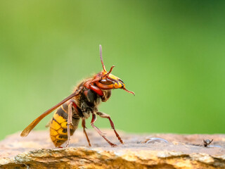 Hornisse (Vespa crabro)