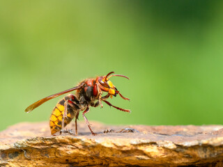 Hornisse (Vespa crabro)