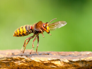 Hornisse (Vespa crabro)