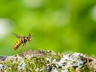 Deutsche Wespe (Vespula germanica)