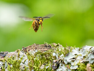 Deutsche Wespe (Vespula germanica)