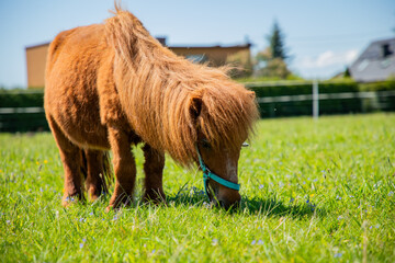 Konie i kuce na pastwisku w otoczeniu wiejskim i w zagrodzie © Dan