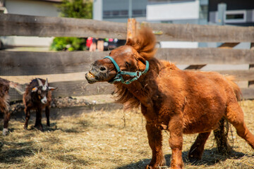 Konie i kuce na pastwisku w otoczeniu wiejskim i w zagrodzie © Dan