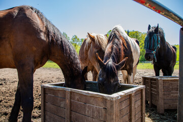 Konie i kuce na pastwisku w otoczeniu wiejskim i w zagrodzie © Dan