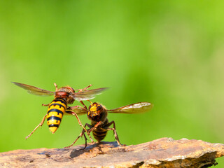 Hornisse (Vespa crabro)