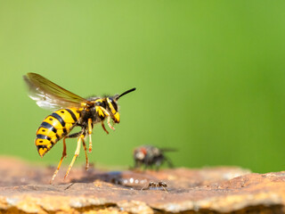 Deutsche Wespe (Vespula germanica)