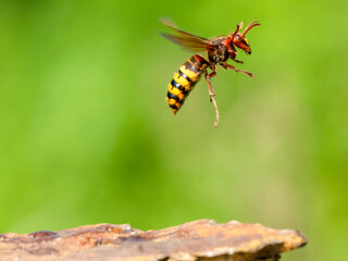 Hornisse (Vespa crabro)