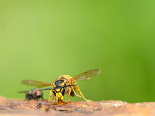 Deutsche Wespe (Vespula germanica)