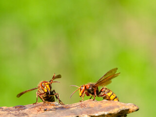 Hornisse (Vespa crabro)