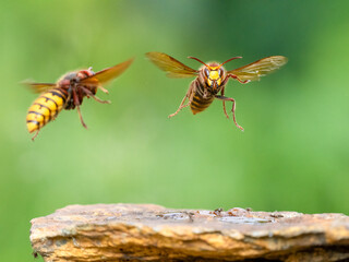 Hornisse (Vespa crabro)