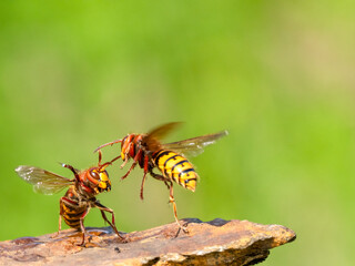 Hornisse (Vespa crabro)