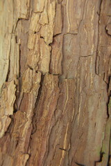 texture a bark of tree