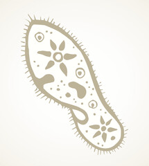 Paramecium caudatum. Vector drawing icon