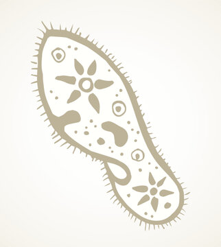 Paramecium caudatum. Vector drawing icon