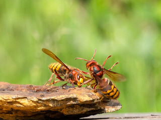 Hornisse (Vespa crabro)