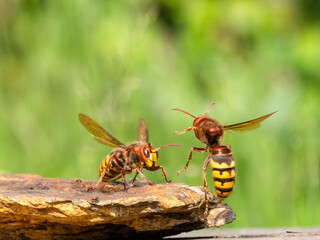 Hornisse (Vespa crabro)