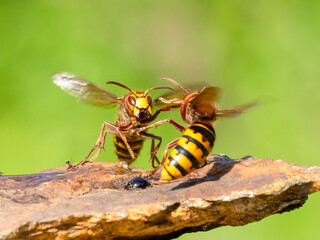 Hornisse (Vespa crabro)