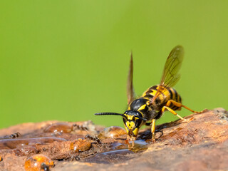 Deutsche Wespe (Vespula germanica)