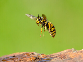 Deutsche Wespe (Vespula germanica)