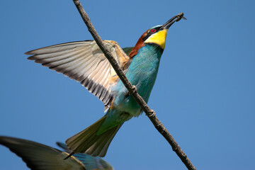 The blue bird