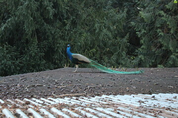 peacock in the park