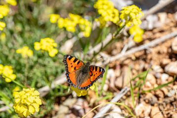 Aglais butterfly (Aglais urticae) on the plant