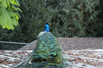 peacock with feathers